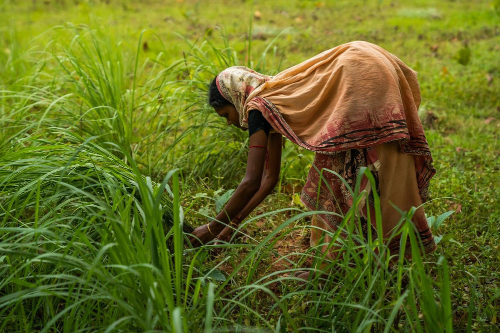 Lemongrass essential oil diffuser blend visual