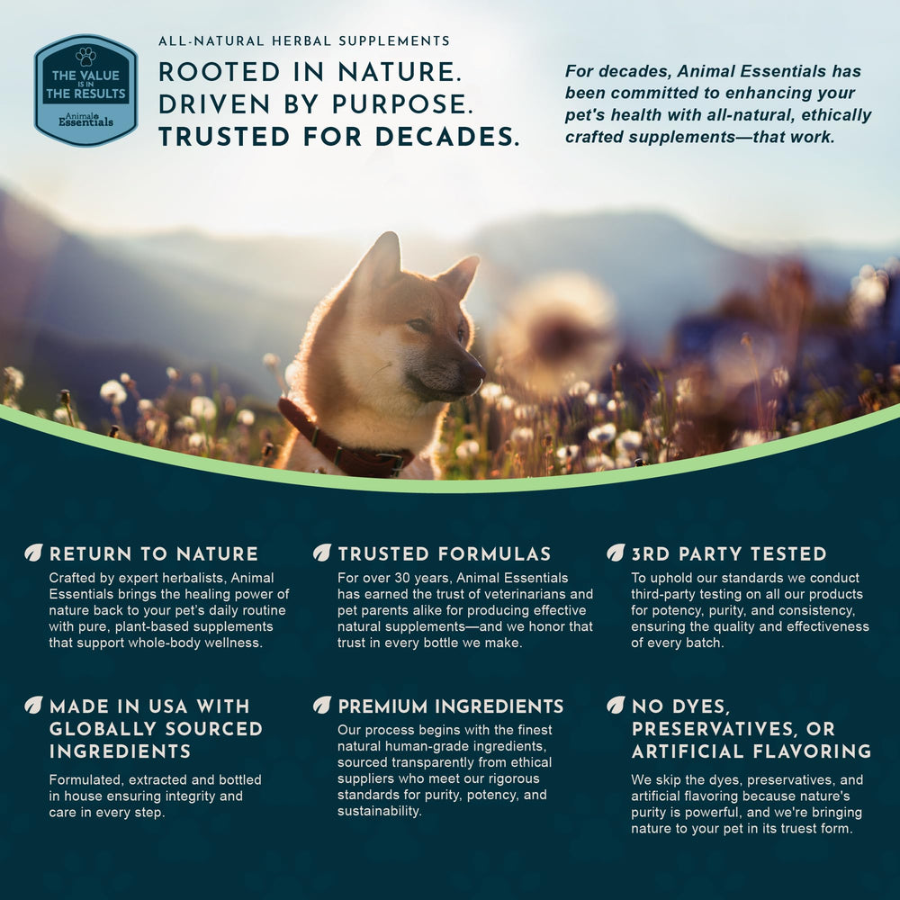 Illustration of heart health support for dogs and cats