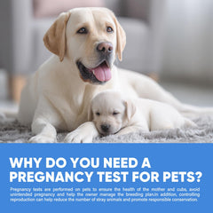 Breeder planning for dog's pregnancy with home test kit