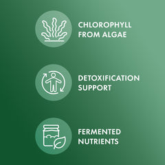 Graphic illustrating immune and organ health support