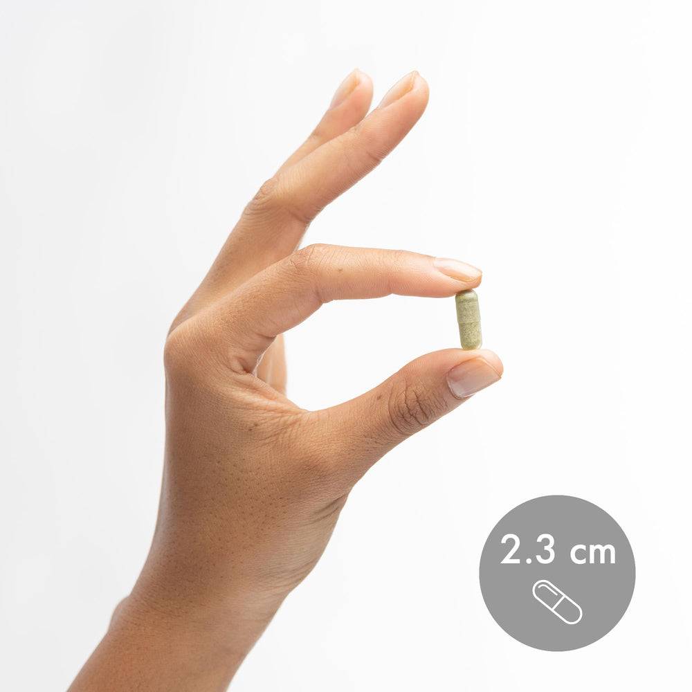 Sustainable seaweed harvesting concept image