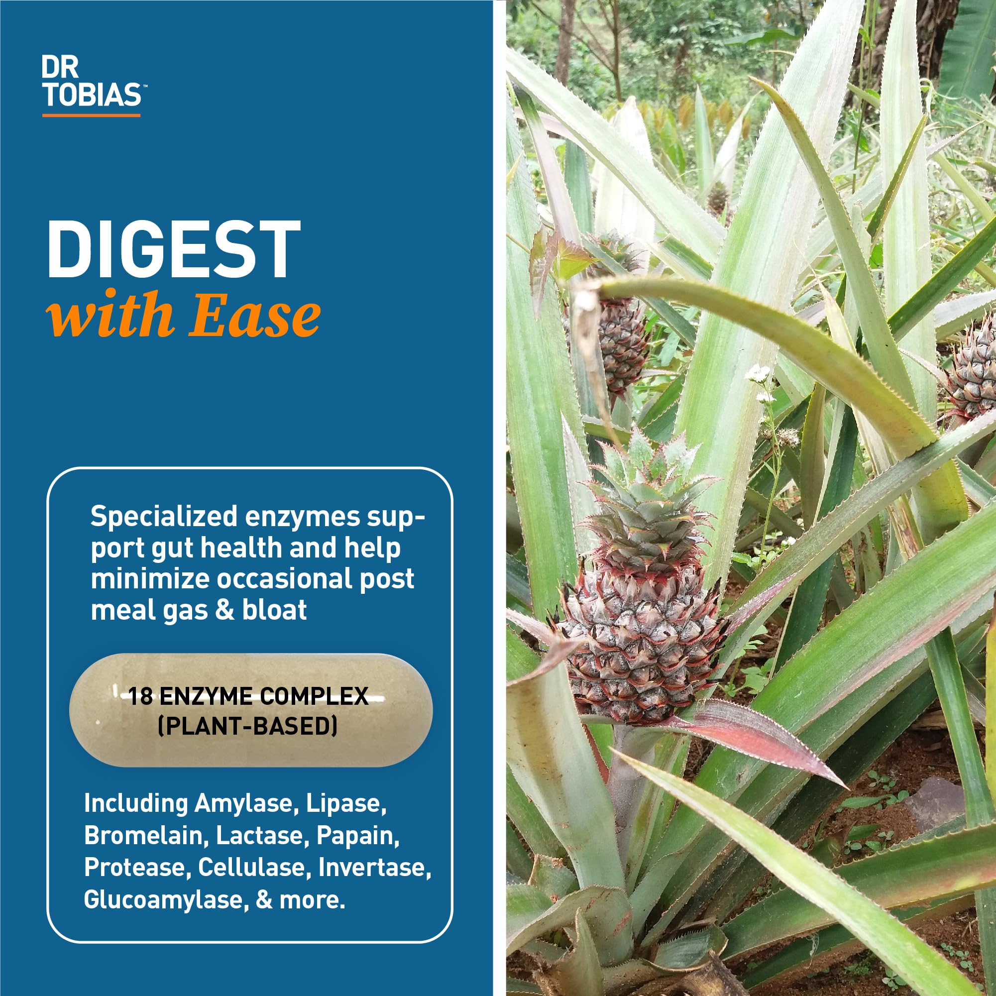 Ingredients: Amylase, Lipase, Bromelain, Lactase, Papain, Protease