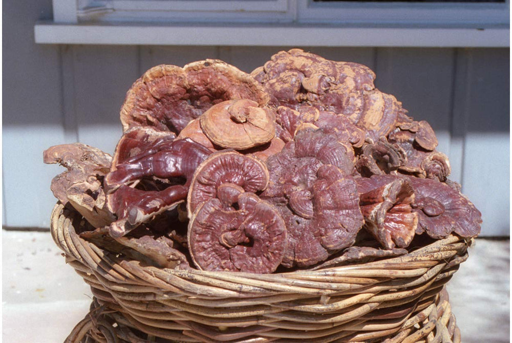 Dropper bottle showing usage of Wild Red Reishi Drops