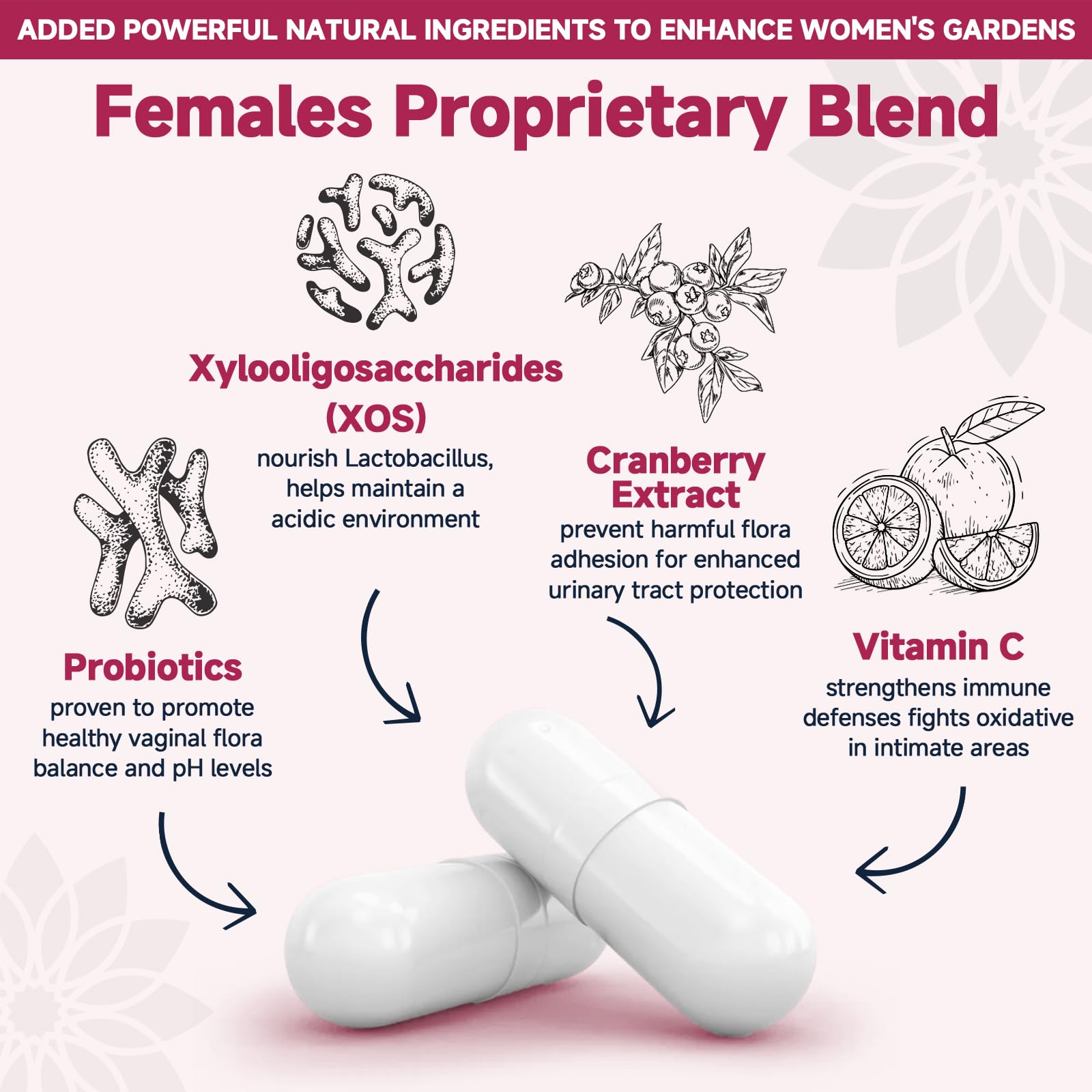 Illustration of prebiotic XOS, cranberry and vitamin C ingredients