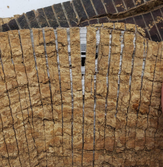 Du Zhong Eucommia bark showing joint and bone support