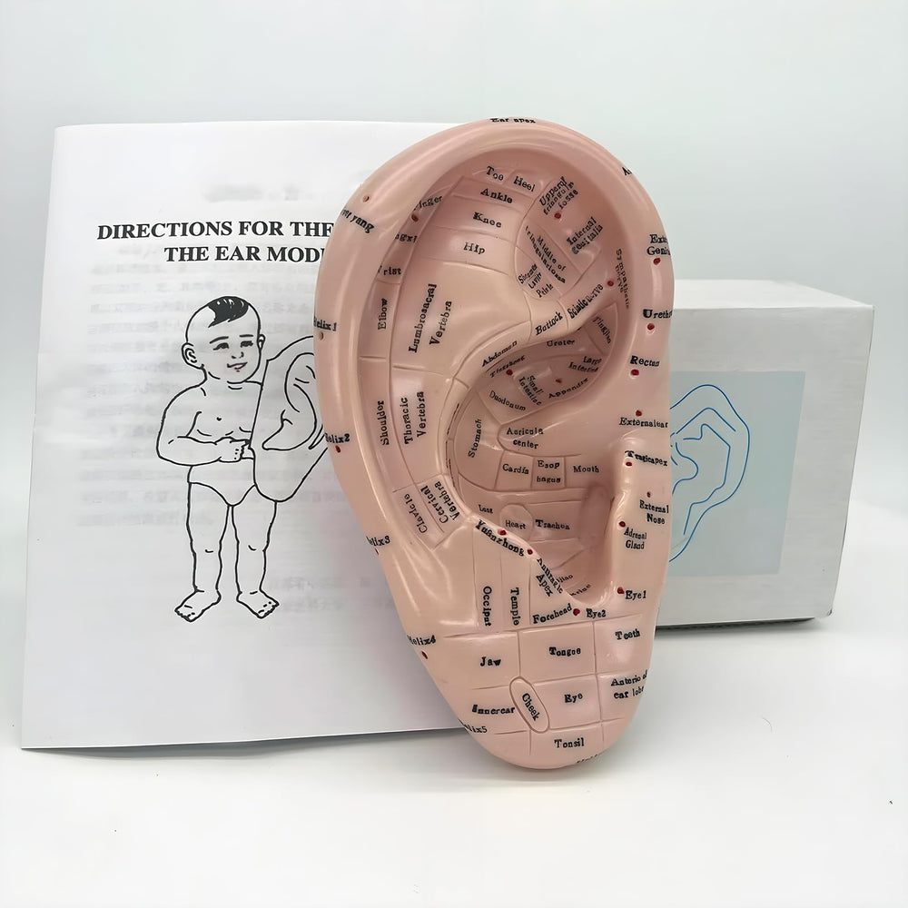 17cm Ear Acupuncture Model showing ear zone points