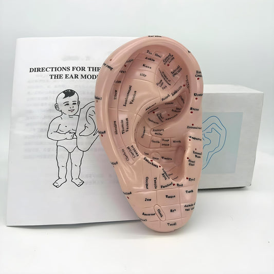 17cm Ear Acupuncture Model showing ear zone points