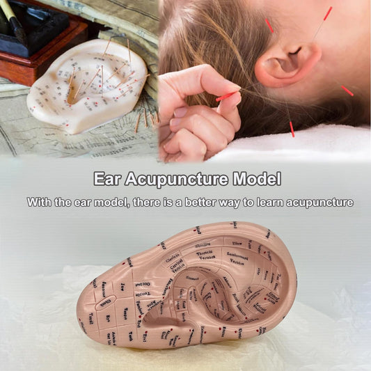 Close-up of English-labeled acupuncture points on ear model