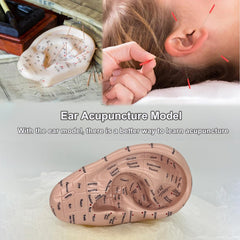 Close-up of English-labeled acupuncture points on ear model