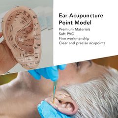PVC ear acupuncture model with instructional manual