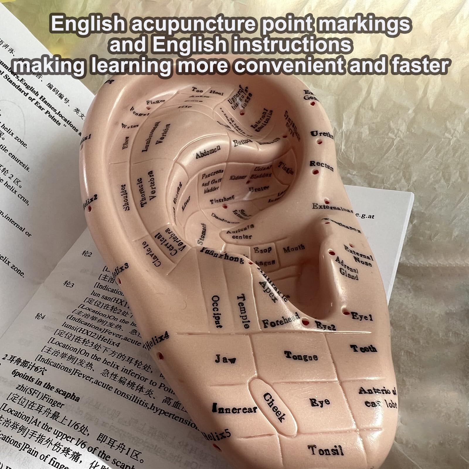 High-quality ear acupoint learning model for training