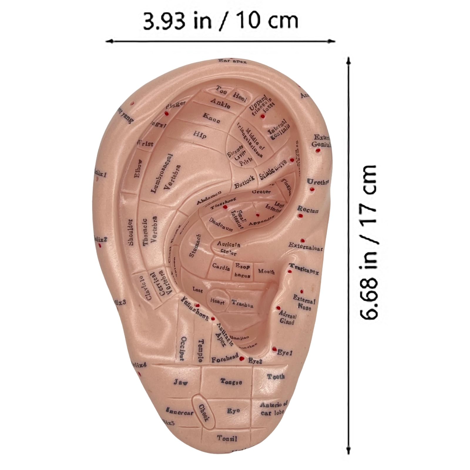 Educational tool suitable for beauty salons and training schools
