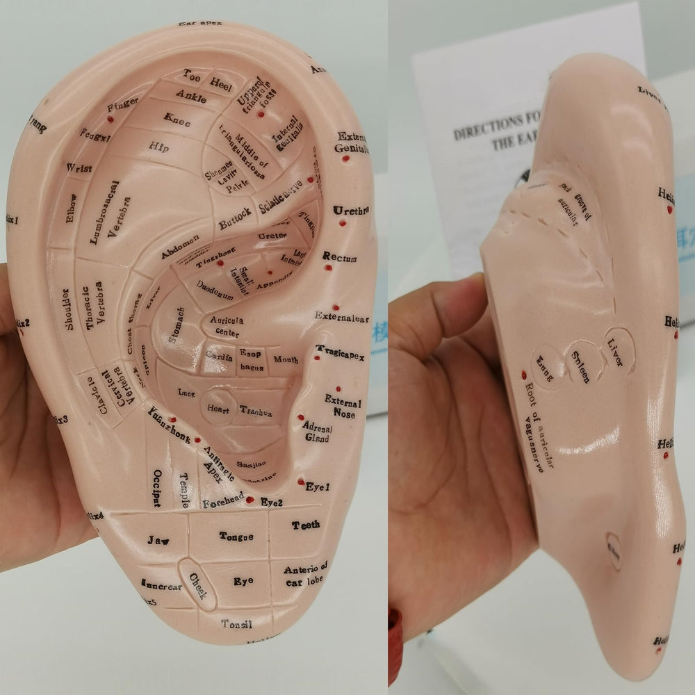 Display laboratory ear acupuncture model for demonstrations