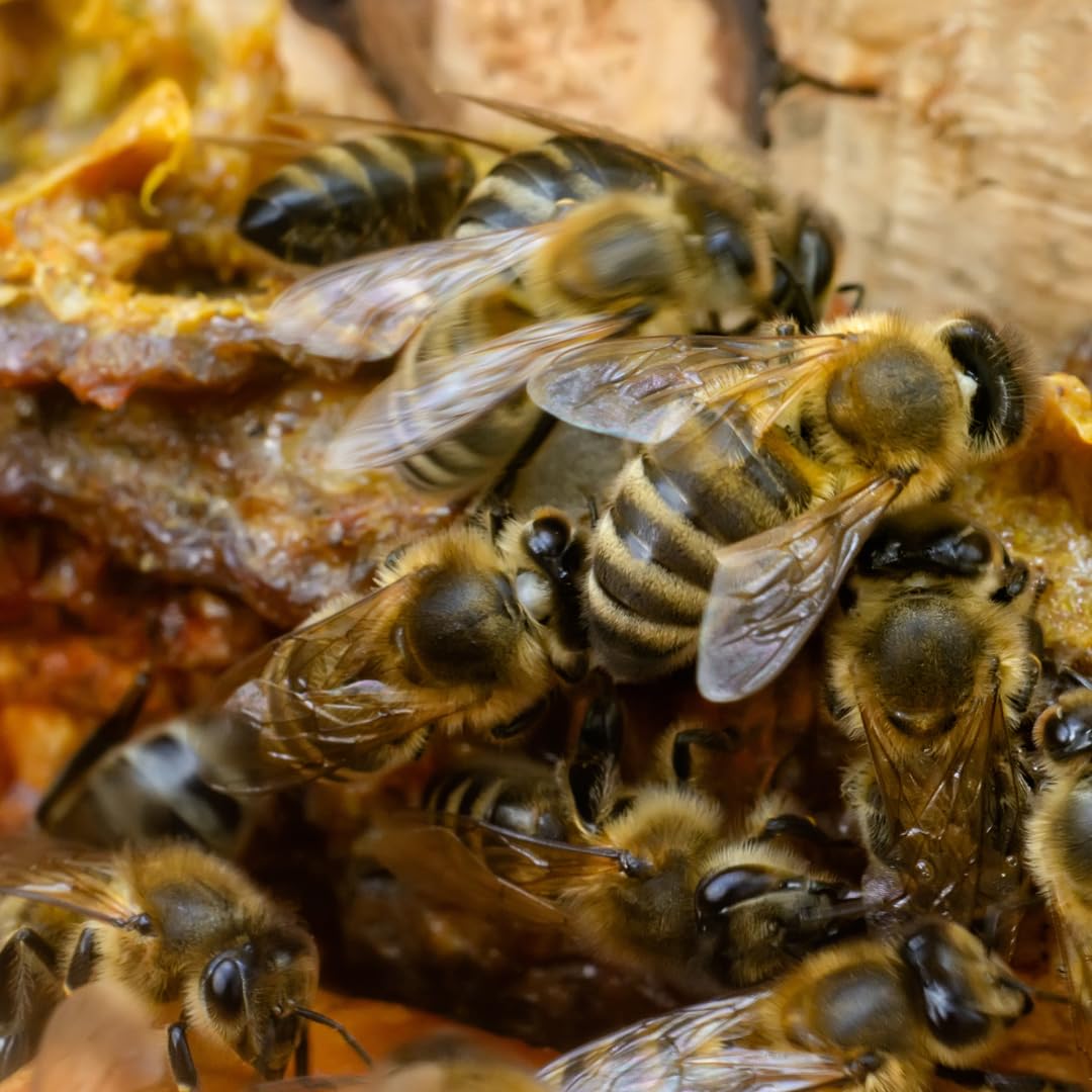 Product packaging box of Earthborn Elements Bee Propolis
