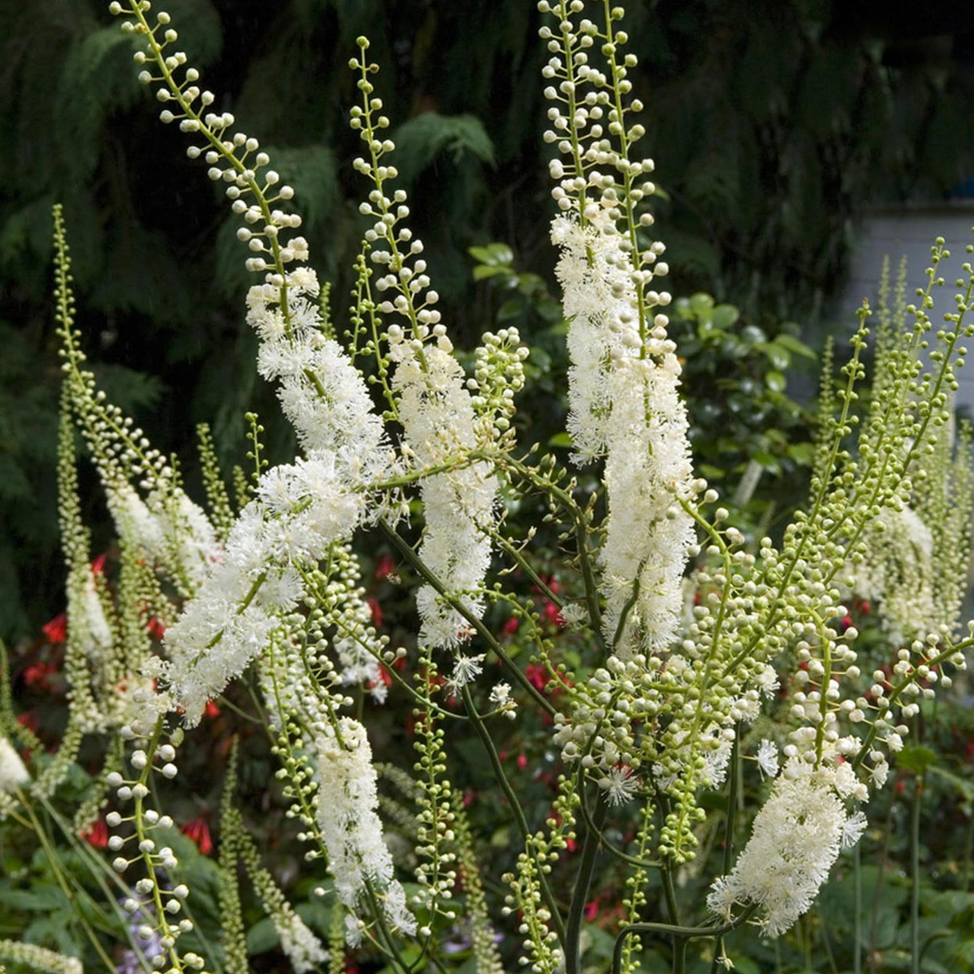 Plant depiction representing Black Cohosh (eastern North America)