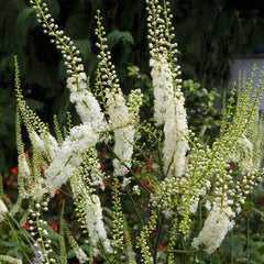 Plant depiction representing Black Cohosh (eastern North America)