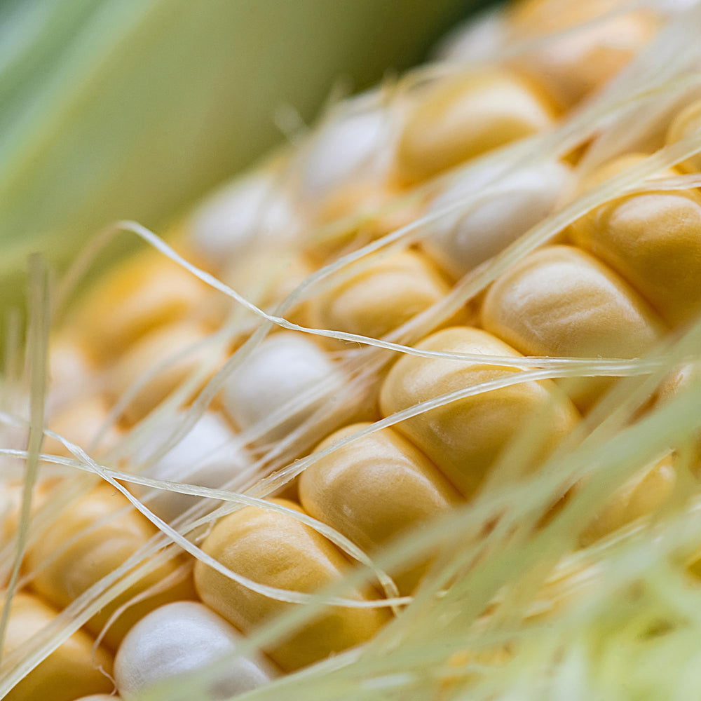 Illustration of traditional herbal ingredients and corn silk