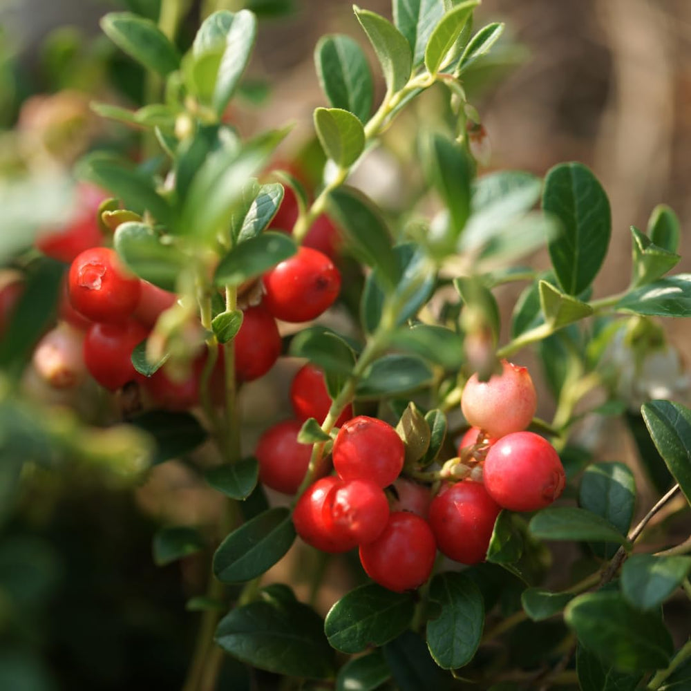 Packaging image for Earthborn Elements Cranberry Extract