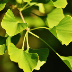 Earthborn Elements Ginkgo Biloba packaging and branding
