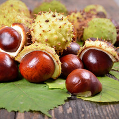 Origin illustration of Balkan Peninsula plant source