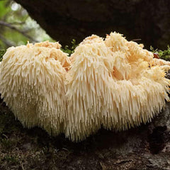 Label showing no additives or fillers for Earthborn Elements Lion’s Mane