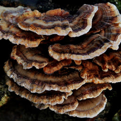 Scooping or pouring Turkey Tail Mushroom Powder