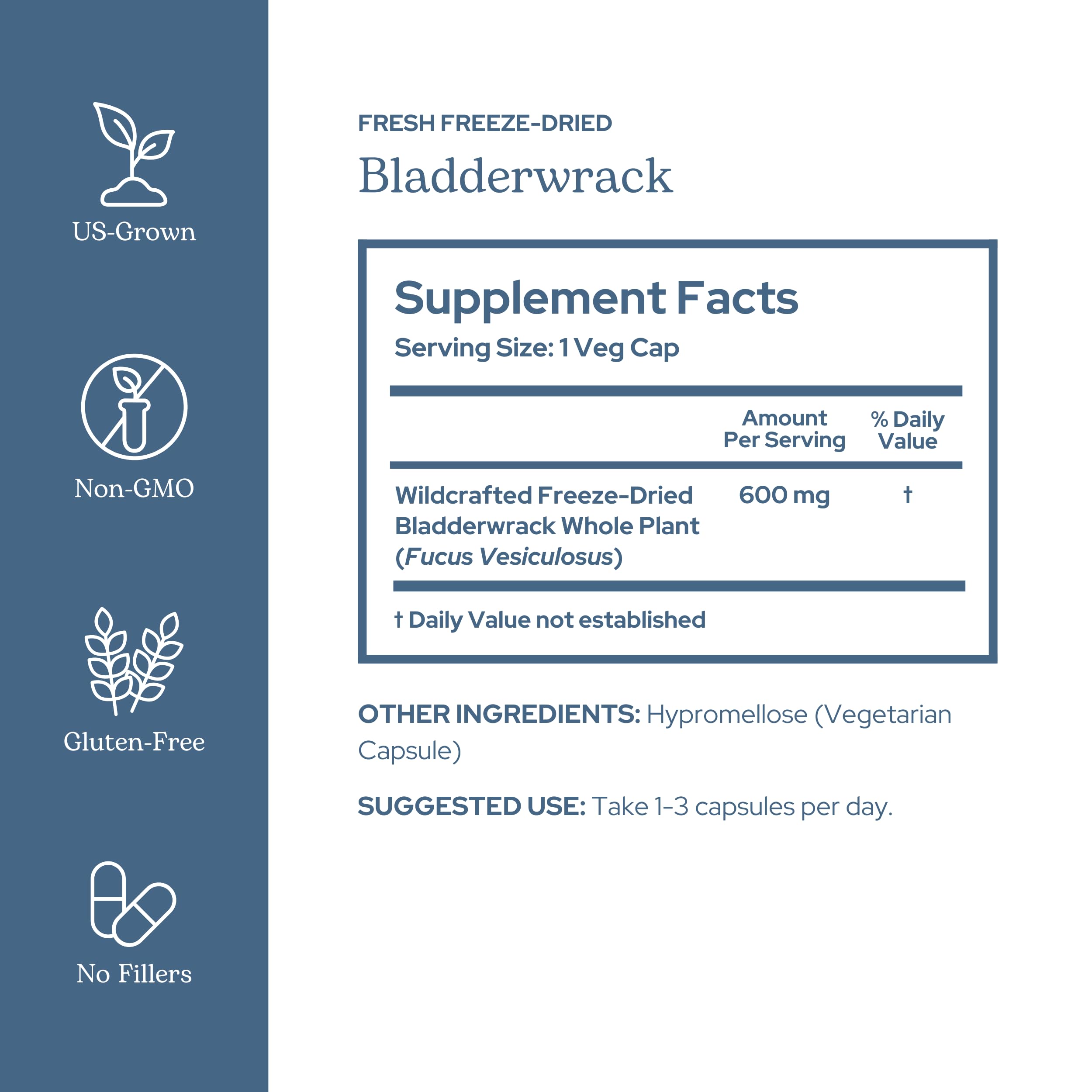 Wildcrafted Pacific Northwest bladderwrack hand-harvested from the coast