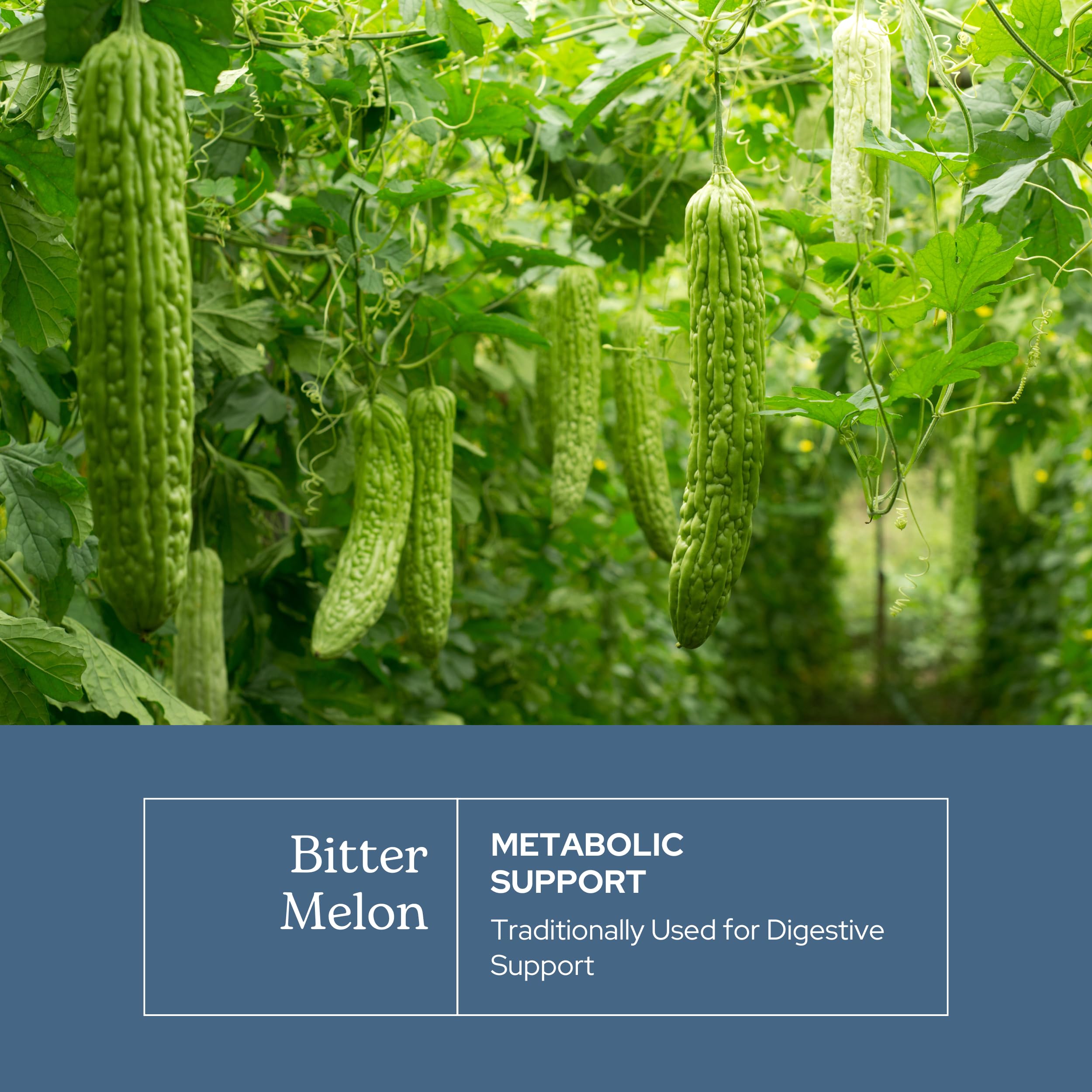 Bitter Melon capsules displayed in a neat row