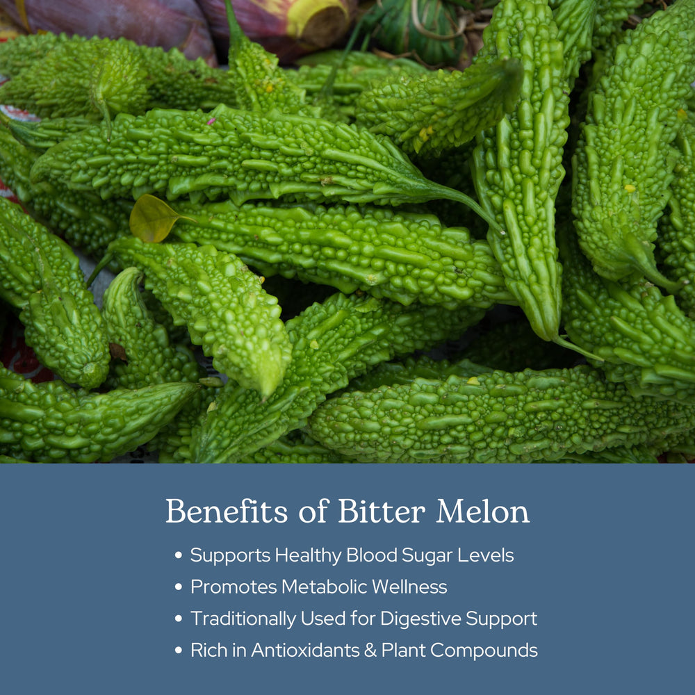 Harvested Bitter Melon fruit depicting freshness