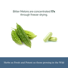 Freeze-drying equipment used for whole herb Bitter Melon