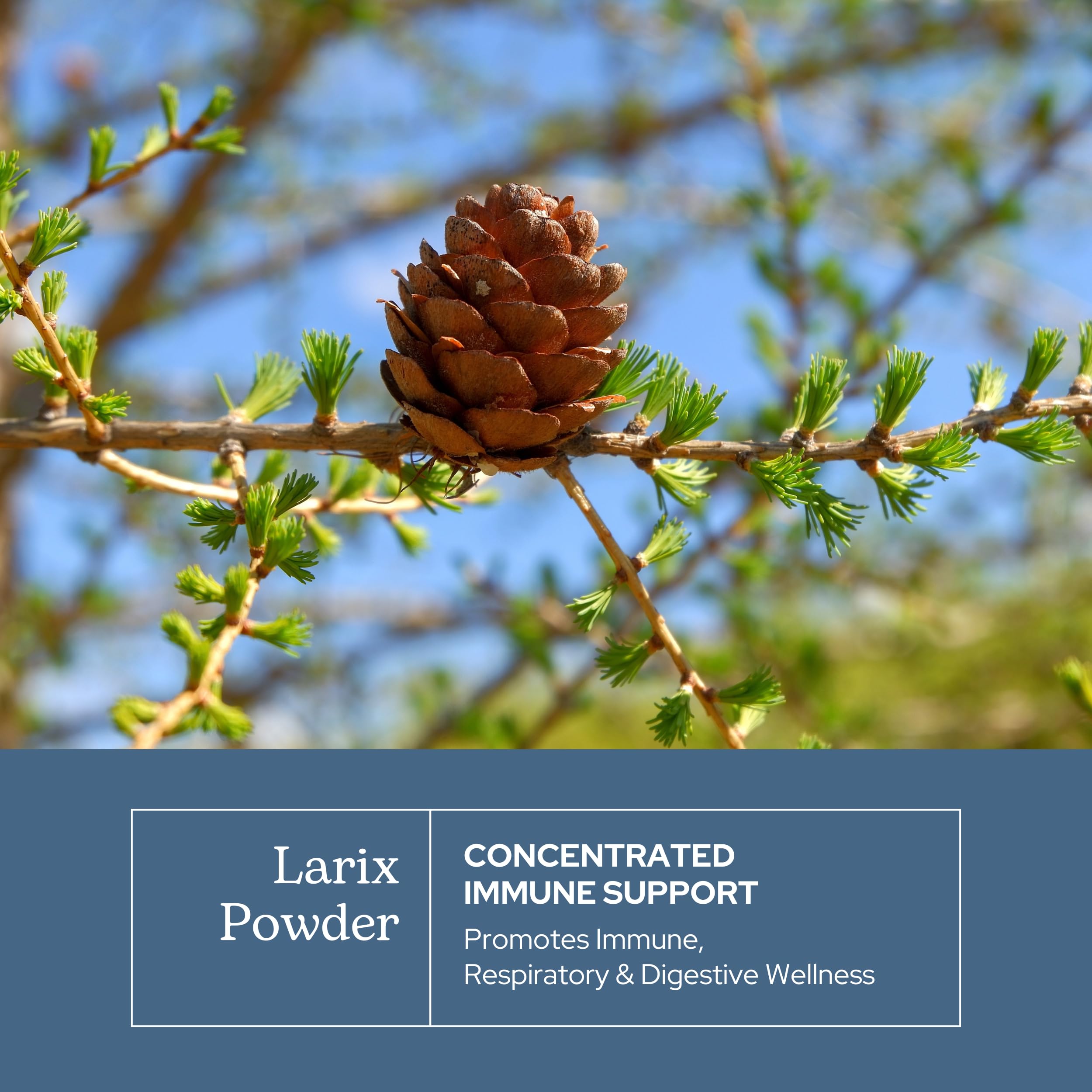 Lab-tested potency seal on Larix capsules packaging