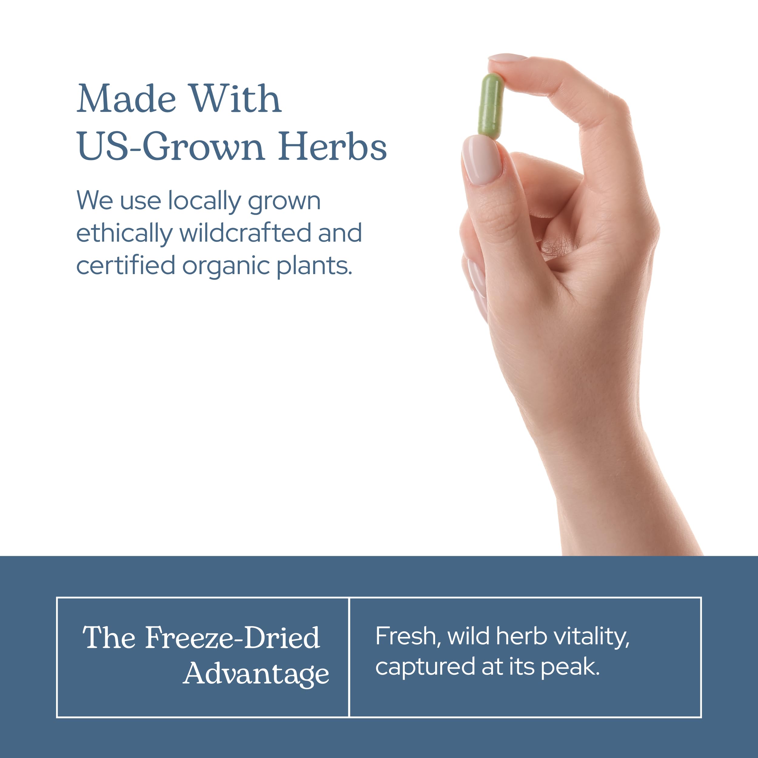 Freeze-drying processing of fresh plant materials