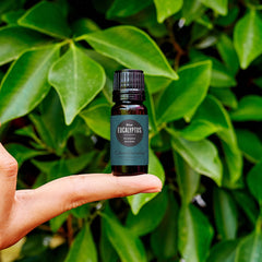 Close-up of Edens Garden Eucalyptus-Blue essential oil label