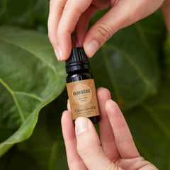 Diffuser with Edens Garden Frankincense Around The World essential oil
