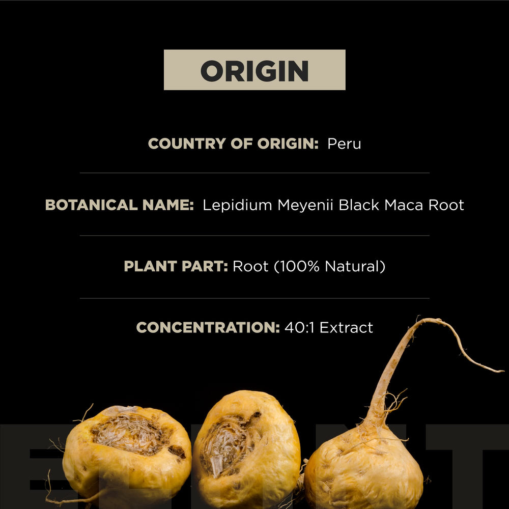 Gelatinized Peruvian Black Maca root powder capsule