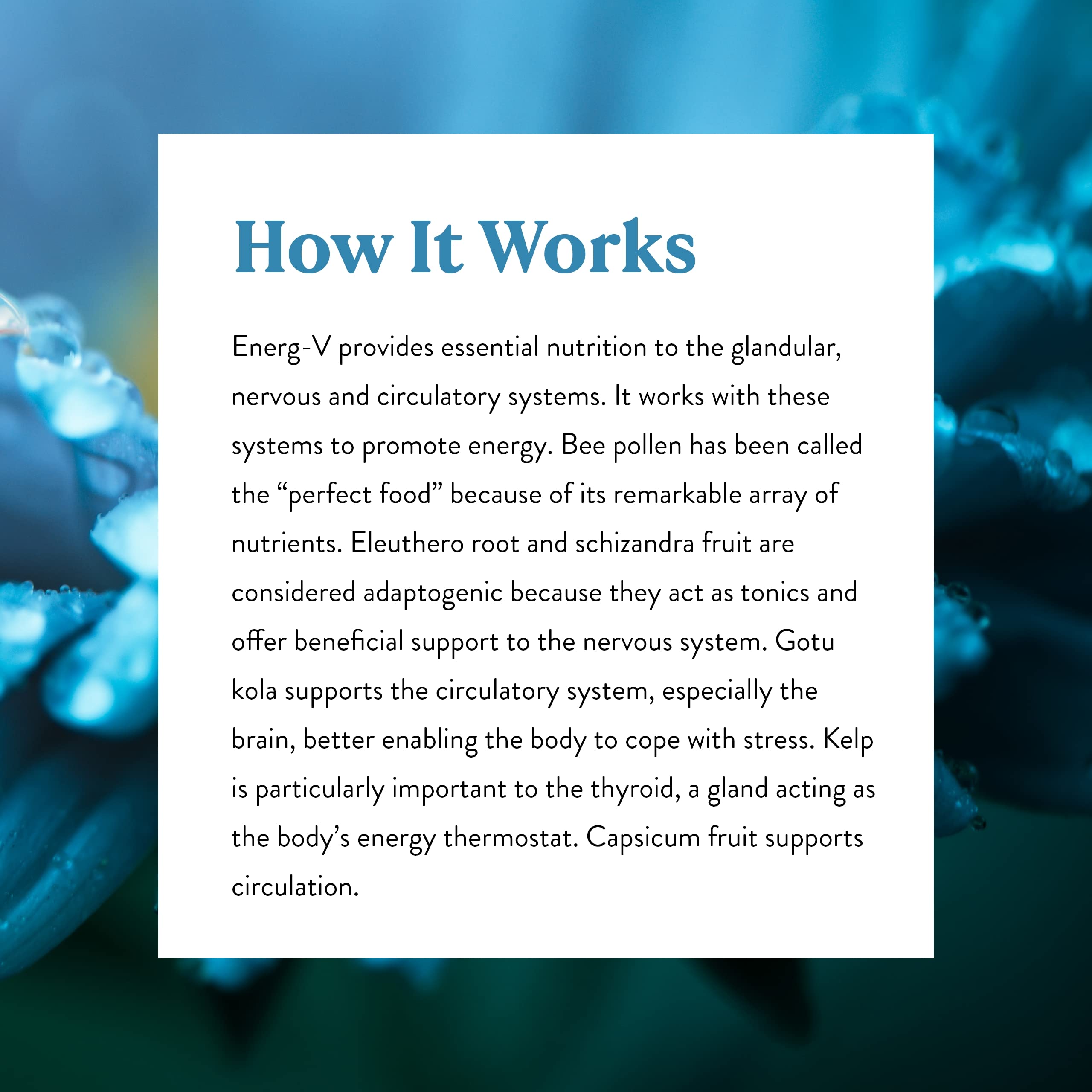 Kelp leaves and other herbs included in Energ-V formula