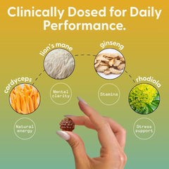 Cordyceps mushroom extract close-up