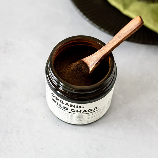 Chaga powder measured in a spoon