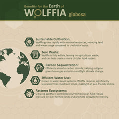 Chart illustrating essential amino acids in Wolffia
