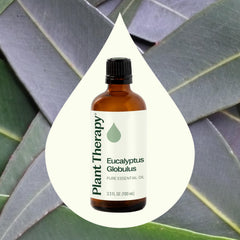 Close-up of Eucalyptus Globulus leaves