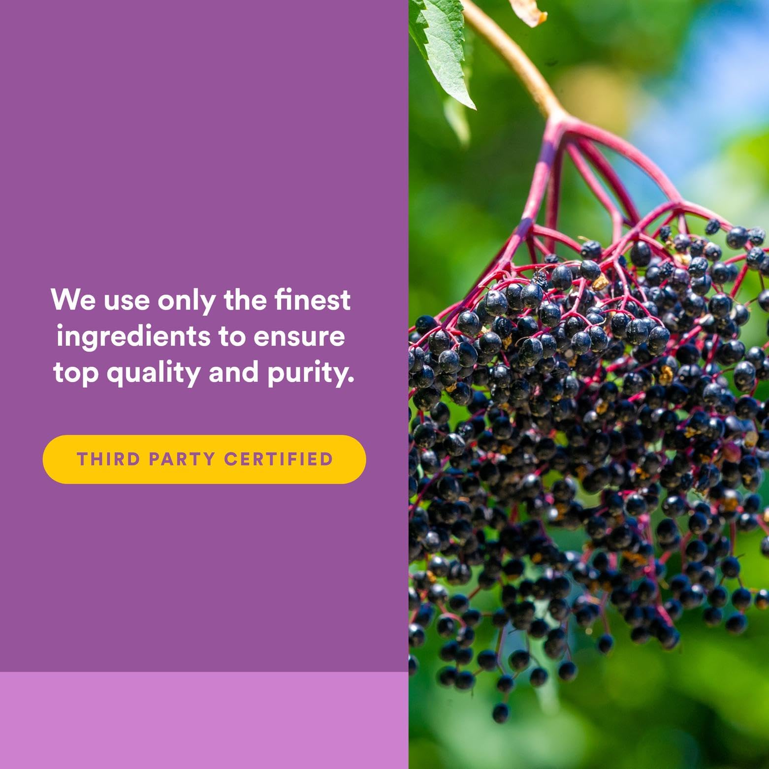 European hand-harvested elderberries