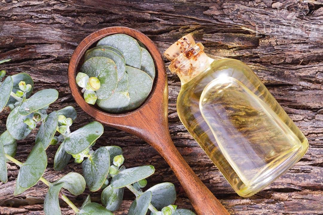 Eucalyptus oil bottle label details