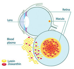 Graphic representing eye health and vitamins for vision support
