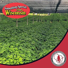 Farm-to-consumer Dairyland ginseng powder