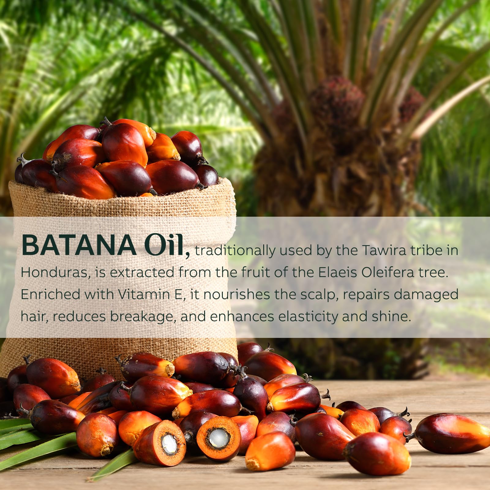 FEIBTH Batana Oil scalp massage highlights soothing application for renewed hair vitality