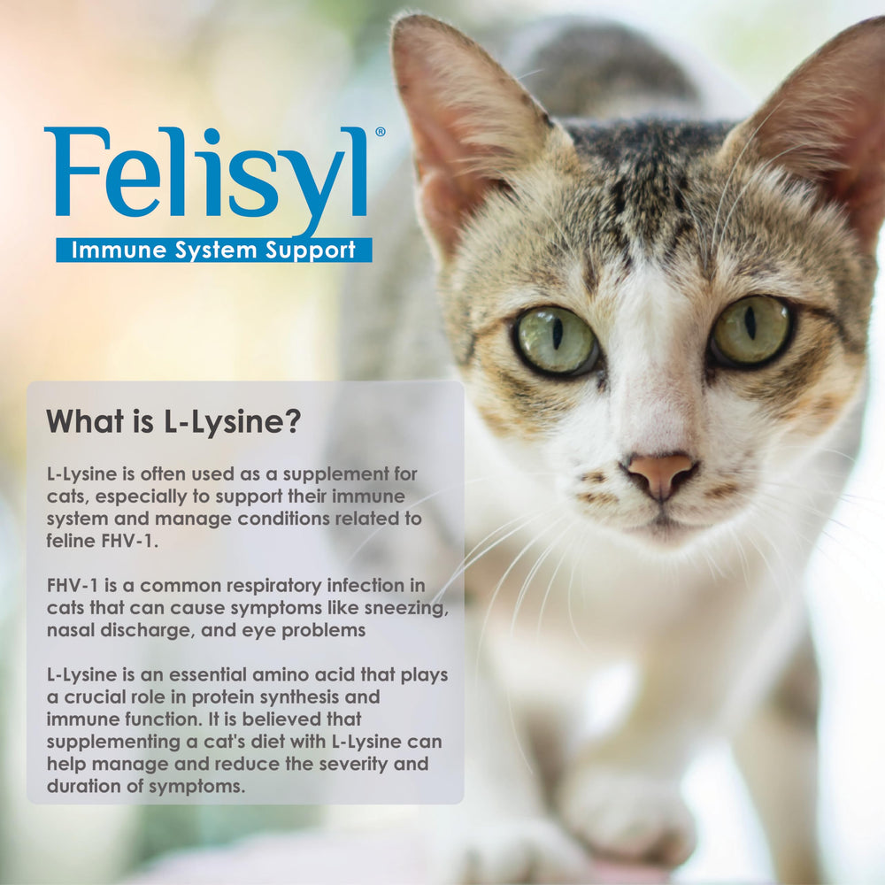 Cat enjoying the salmon-flavored Felisyl L-Lysine Gel