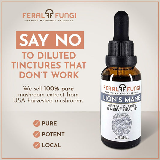 Close-up of Lion's Mane tincture bottle