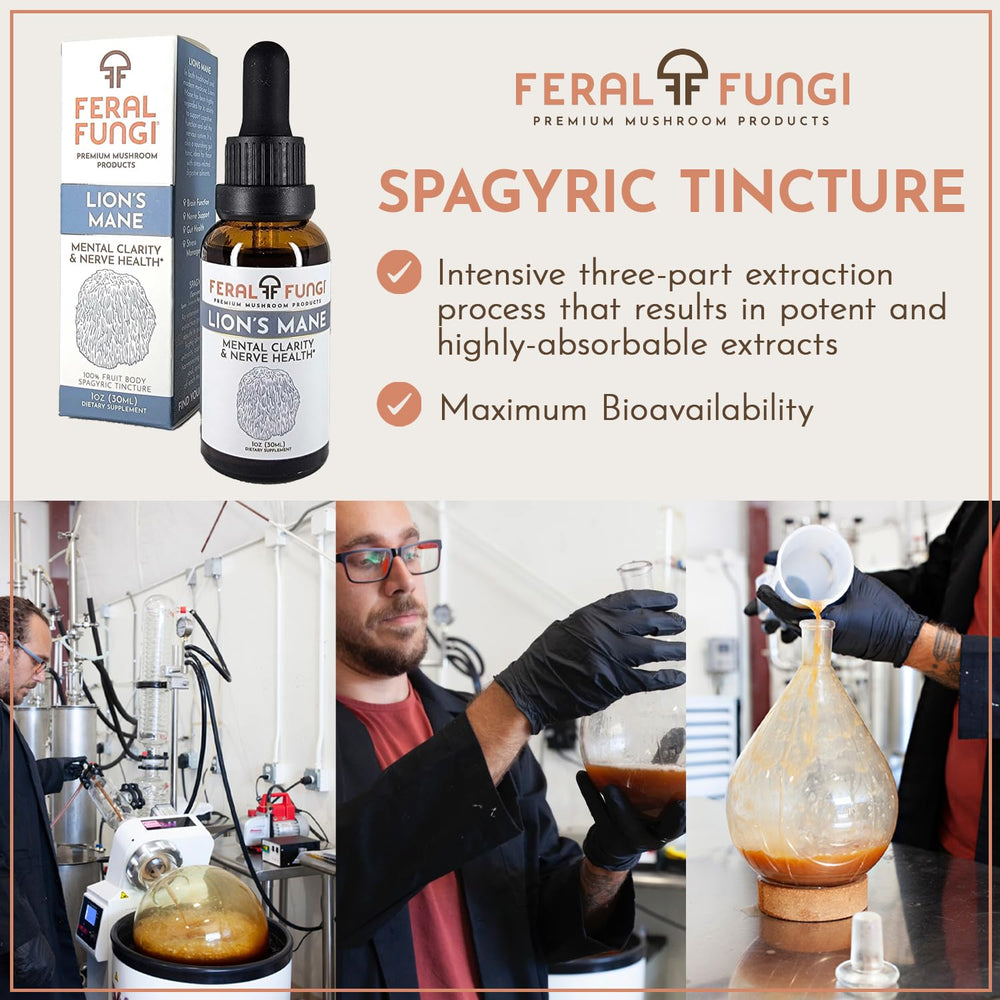 USA-grown Lion's Mane mushrooms for tincture
