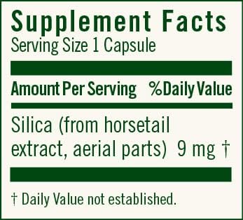 Close-up of horsetail plant showing silica source