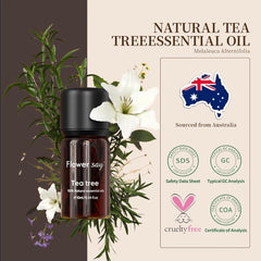 Australian Melaleuca alternifolia leaves used for distillation